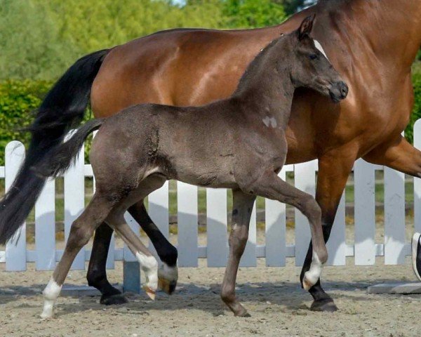 Pferd Hengst von Selectric / Sarkozy (Westfale, 2020, von Selectric)