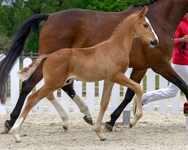 horse Dynastar RAK (Westphalian, 2020, from Don Deluxe)
