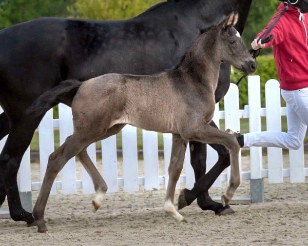 horse Diamantenbörse (Westphalian, 2020, from Desperados FRH)
