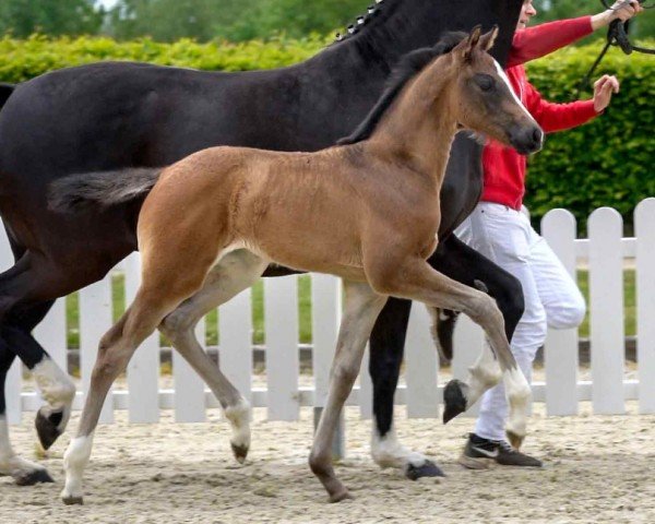 Pferd Con potencial (Westfale, 2020, von Conthargos)