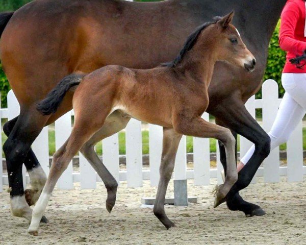 horse Endless Love (Westphalian, 2020, from Escamillo)