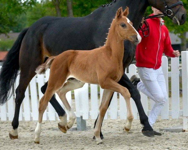 stallion Stage Lover (Westphalian, 2020, from Sir Heinrich OLD)