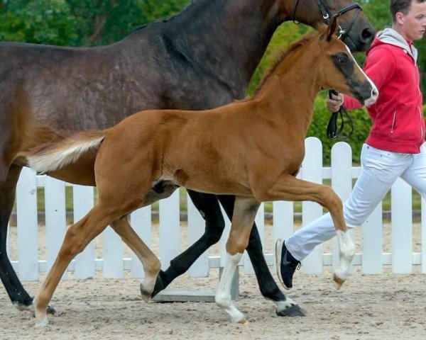 horse Select it (Westphalian, 2020, from Selectric)