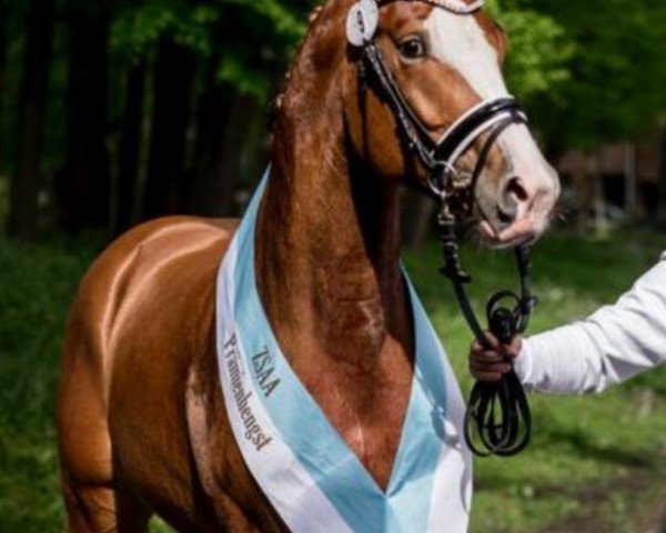 Pferd Shooter R (Deutsches Reitpferd, 2021, von Sommertraum)