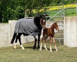 horse Tahnée SB (German Sport Horse, 2024, from Tangelo van de Zuuthoeve)