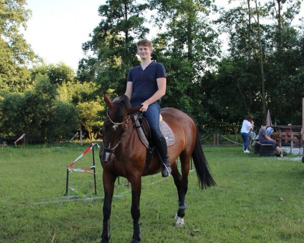 horse Galaxis 96 (Mecklenburg, 1999, from Godanah x)