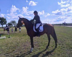 dressage horse Zeitenzauber PSK (German Sport Horse, 2020, from Zoom)