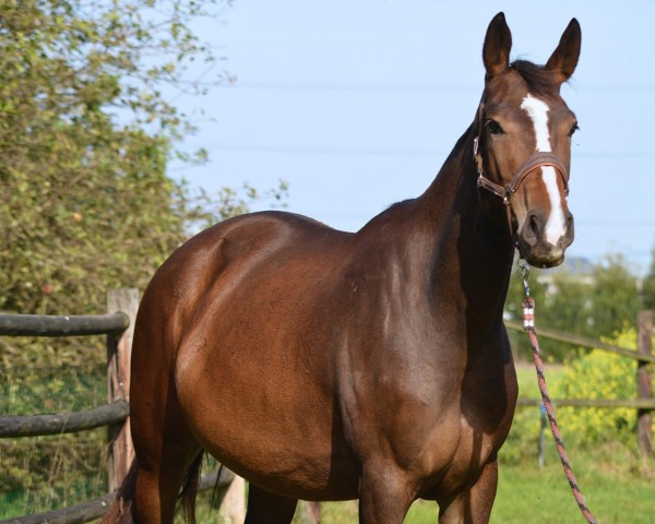 horse Uniblue Ter Fosse (Belgian Warmblood, 2020, from Le Blue Diamond v't Ruytershof)