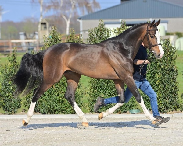 horse Sky Blue Diamond "H" (Belgian Warmblood, 2018, from Le Blue Diamond v't Ruytershof)