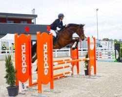 Springpferd Highlight (Oldenburger, 2019, von HICKSTEAD WHITE)