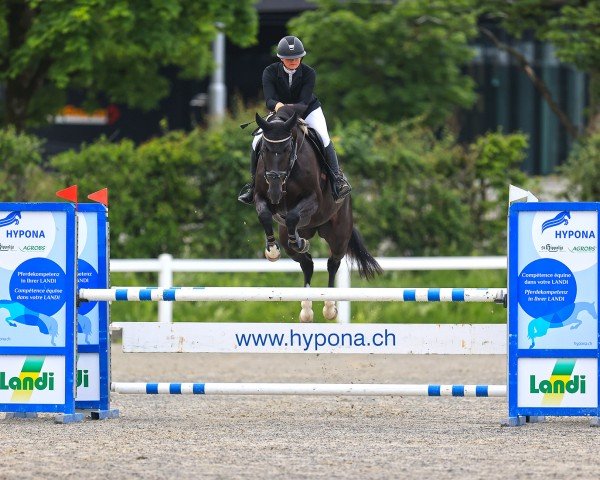 jumper Perry's Loxy CH (Swiss Warmblood, 2017, from Loxy de La Reselle CH)