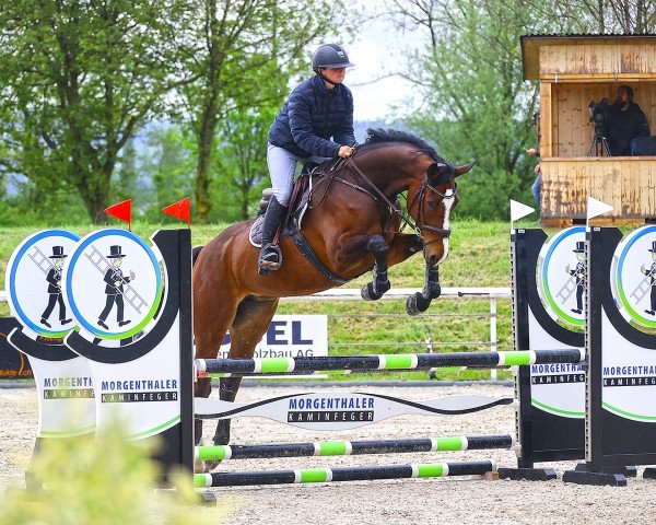 jumper Acorda CH (Swiss Warmblood, 2019, from All Music)