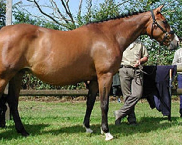 broodmare Goldley (Selle Français, 1994, from Jalisco B) broodmare Goldley (Selle Français, 1994, from Jalisco B)