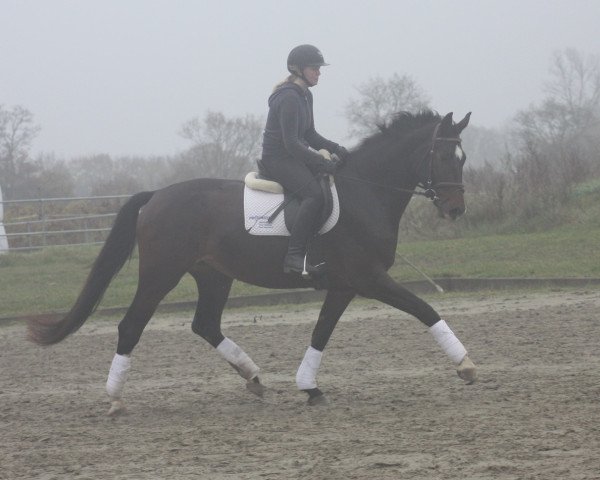 Zuchtstute Delane 10 (Holsteiner, 2011, von Dolany)