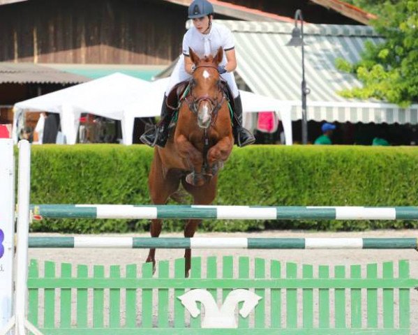 broodmare Aloubette (KWPN (Royal Dutch Sporthorse), 2005, from Babouche) broodmare Aloubette (KWPN (Royal Dutch Sporthorse), 2005, from Babouche)