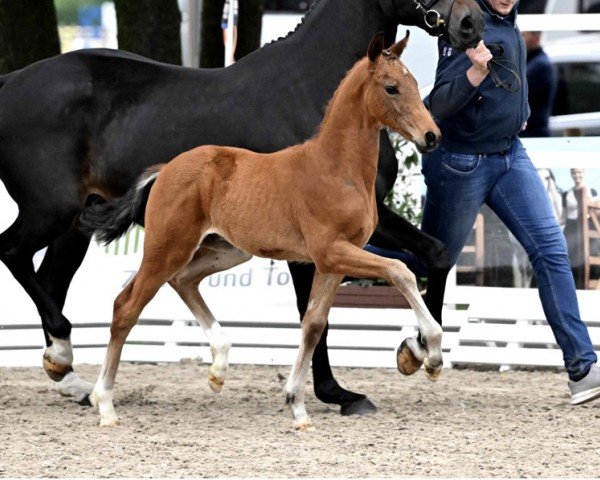 stallion Voodoo (Hanoverian, 2024, from Vitalis)