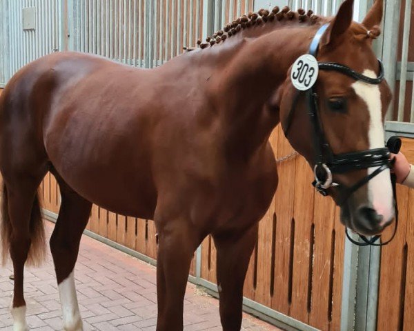 jumper Cullen Mccool (Hanoverian, 2019, from Cabo Verde)