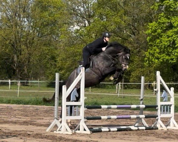 Springpferd Chacyuva (Oldenburger Springpferd, 2020, von Chacfly PS)
