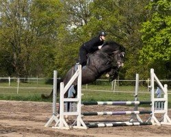 Springpferd Chacyuva (Oldenburger Springpferd, 2020, von Chacfly PS)
