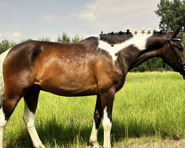 Pferd Olaf 99 (Lewitzer, 2011, von Ohaio)