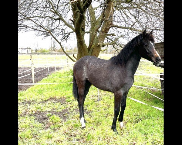 horse Divamyuva (Oldenburg show jumper, 2023, from Dia Corrado)