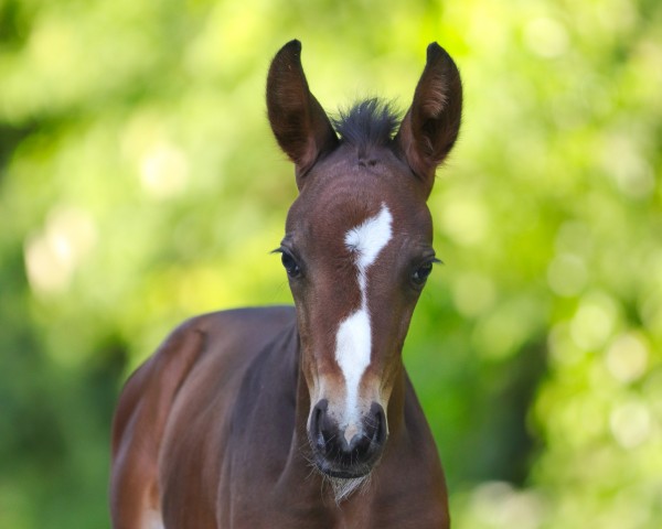 horse Diarella (Oldenburg, 2024, from Diamantenglanz)