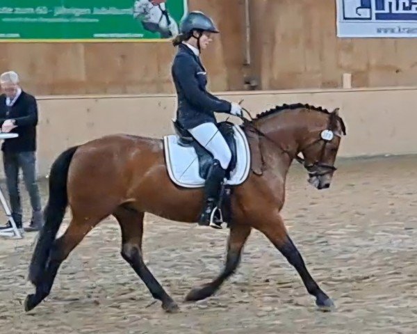 dressage horse Quite a Cutie (German Riding Pony, 2020, from Quaterback's Junior)