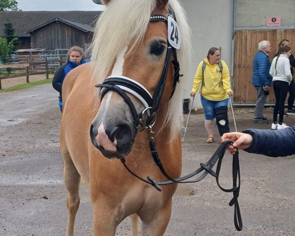 broodmare Fragola (Haflinger, 2021, from liz. 280/T Wolfgang)