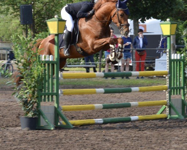 horse Sandpiper (German Sport Horse, 2019, from Watermill Scandic)