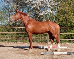 dressage horse Golden Sunrise-STW DA (KWPN (Royal Dutch Sporthorse), 2017, from Hermandad)