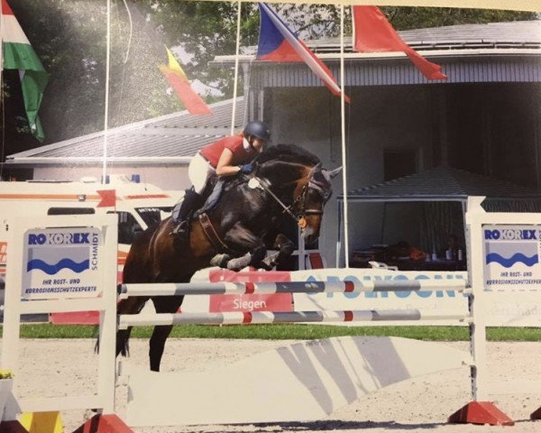 jumper Quintiero (KWPN (Royal Dutch Sporthorse), 2007, from Quasimodo Z)
