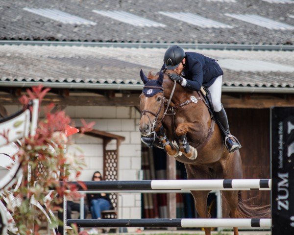 jumper E.t's Queeny Z (Zangersheide riding horse, 2016, from ET Cryozootech)