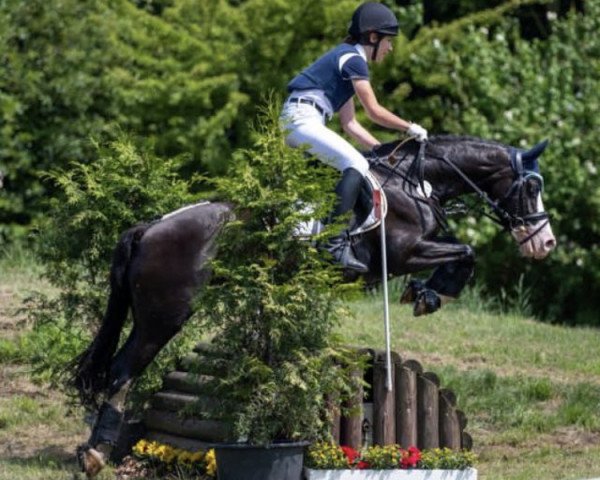 jumper Crow the Cornflower (Welsh-Cob (Sek. D), 2010, from Westdawn Midnight Star)