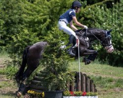 jumper Crow the Cornflower (Welsh-Cob (Sek. D), 2010, from Westdawn Midnight Star)