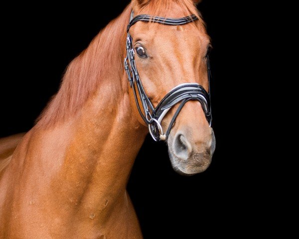 horse Domino 944 (Hanoverian, 2006, from Dauphin)