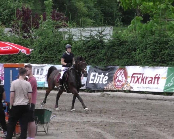 Reitturnier Tillmitsch 2023