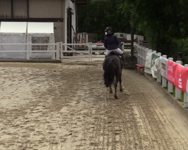 Reitturnier Dortmund-Somborn 2024