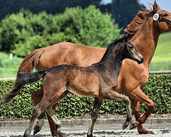 horse Stute von Escamillo / Fürstenball (Hanoverian, 2024, from Escamillo)