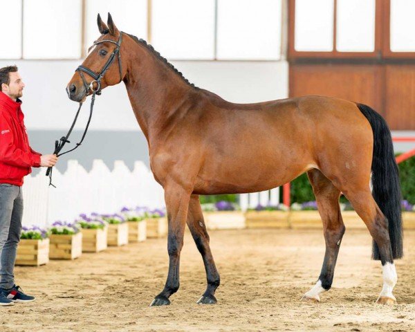 jumper Coufina (Westphalian, 2016, from Coupe d`Or)