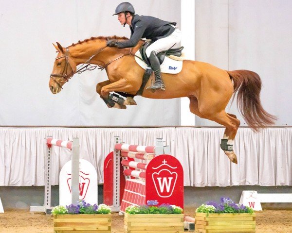 jumper Delainey (Westphalian, 2017, from Diamant de Plaisir 178 FIN)