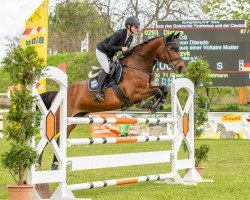 broodmare Diatera (Oldenburg show jumper, 2014, from Diarado)
