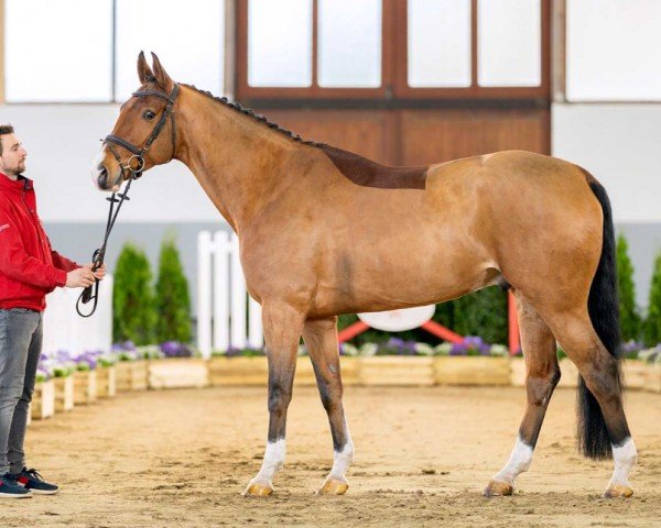 jumper Chacco's Caramelle (German Sport Horse, 2016, from Chacco Chacco)