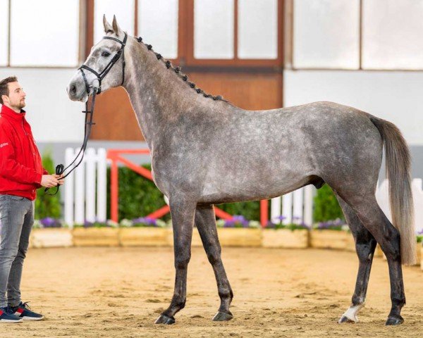 Springpferd Here i Am (Westfale, 2018, von HICKSTEAD WHITE)