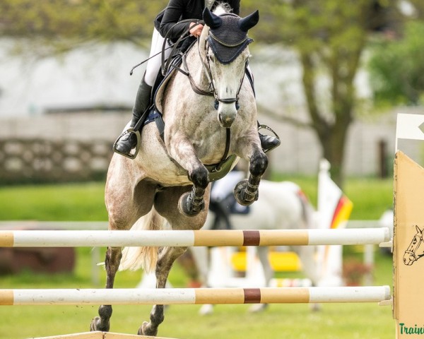 jumper Special One 9 (German Sport Horse, 2017, from Last Man Standing)