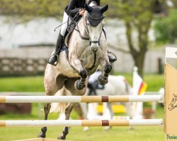 jumper Special One 9 (German Sport Horse, 2017, from Last Man Standing)