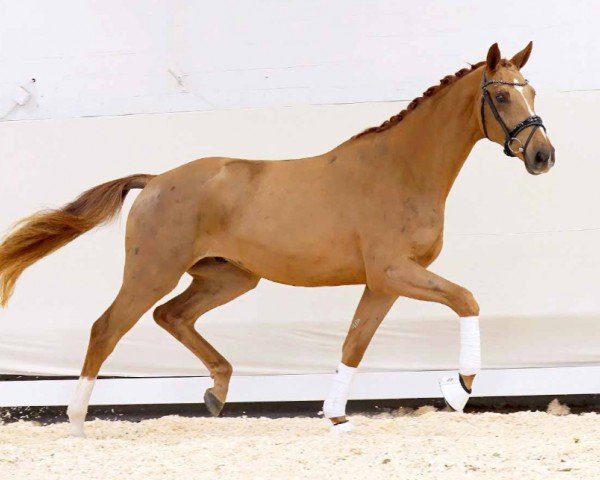 horse Bugatti (Oldenburg, 2020, from Callaho's Benicio)