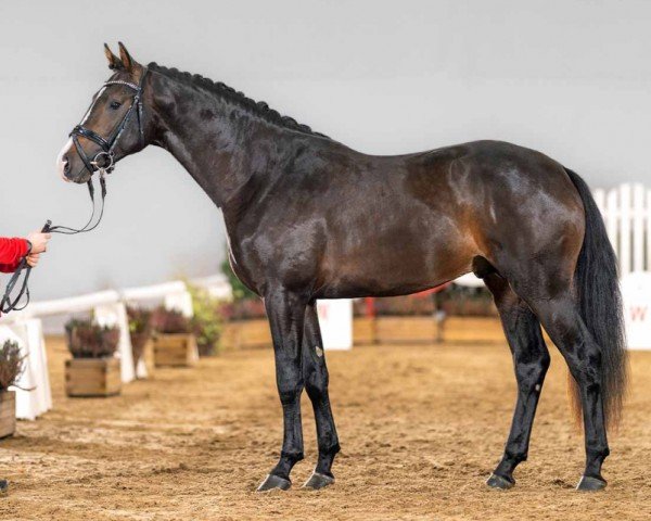 Pferd Just in Motion (Westfale, 2020, von Jovian)