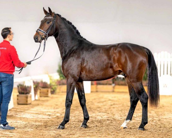 horse Florenz (Westphalian, 2020, from Franziskus FRH)