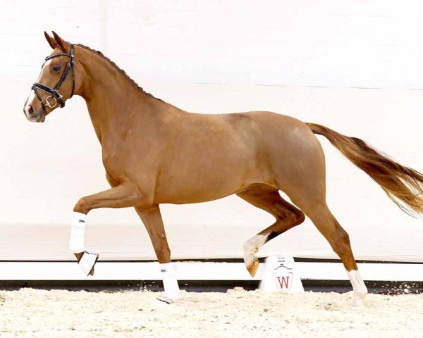 horse Freixenet (Westphalian, 2020, from Fürst Samarant)