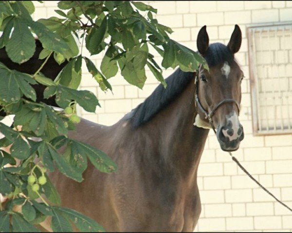 jumper Beautician (Oldenburg show jumper, 2017, from Balou du Rouet) jumper Beautician (Oldenburg show jumper, 2017, from Balou du Rouet)